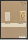 Hemiaulus hastatus Grev. (de-Toni-Nr.: Genus 117, Species 3345) Zeichnungen Sammlung Grunow Nr. 6752 (NHMW-BOT-W0375575)